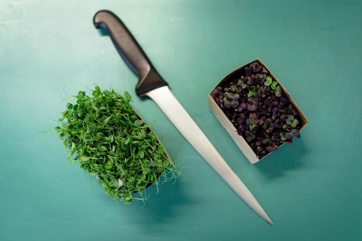 Zwei kleine Portionen mit roten und grünen Microgreens, dazwischen liegt ein Messer.